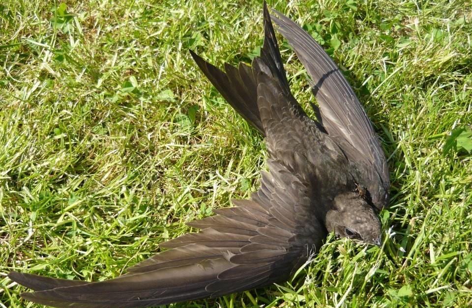 落地就死?永远飞着无法停歇的“无脚燕”,怎样在空中繁衍后代?