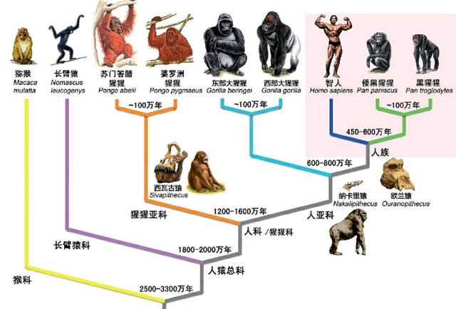 人类是否与所有生物都有生殖隔离？不是，但他们都被人类搞灭绝了