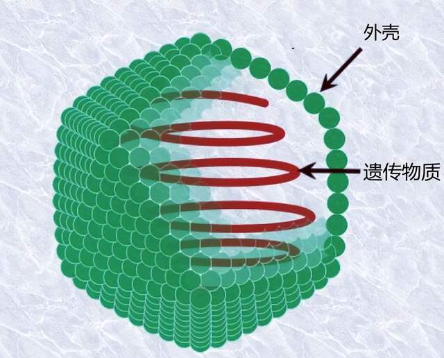 病毒的终极目的是什么?科学家给出清楚的答案