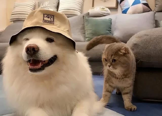 执念如影|千万粉网红官宣恋情，女方身材火辣颜值不输明星