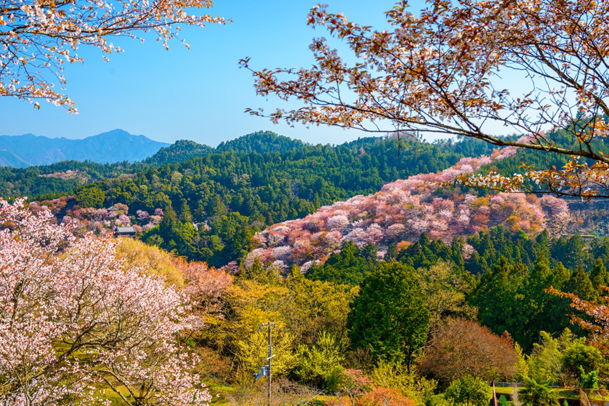 成都|春天花季的浪漫，日本赏樱尽在吉野