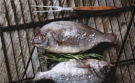 黄河每天冲鱼入海,大部分淡水鱼在海中无法生存,它们去哪里了?