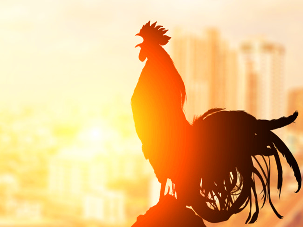 为什么公鸡每天都能准时打鸣?难道它会算时间?有用的知识增加了
