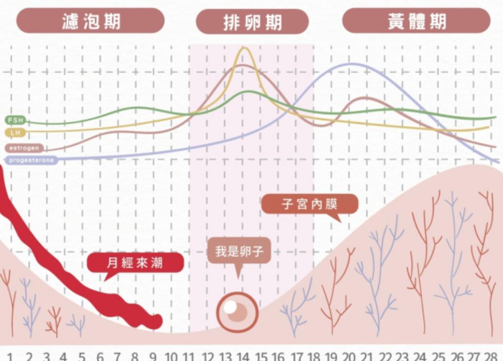 隐藏的排卵期