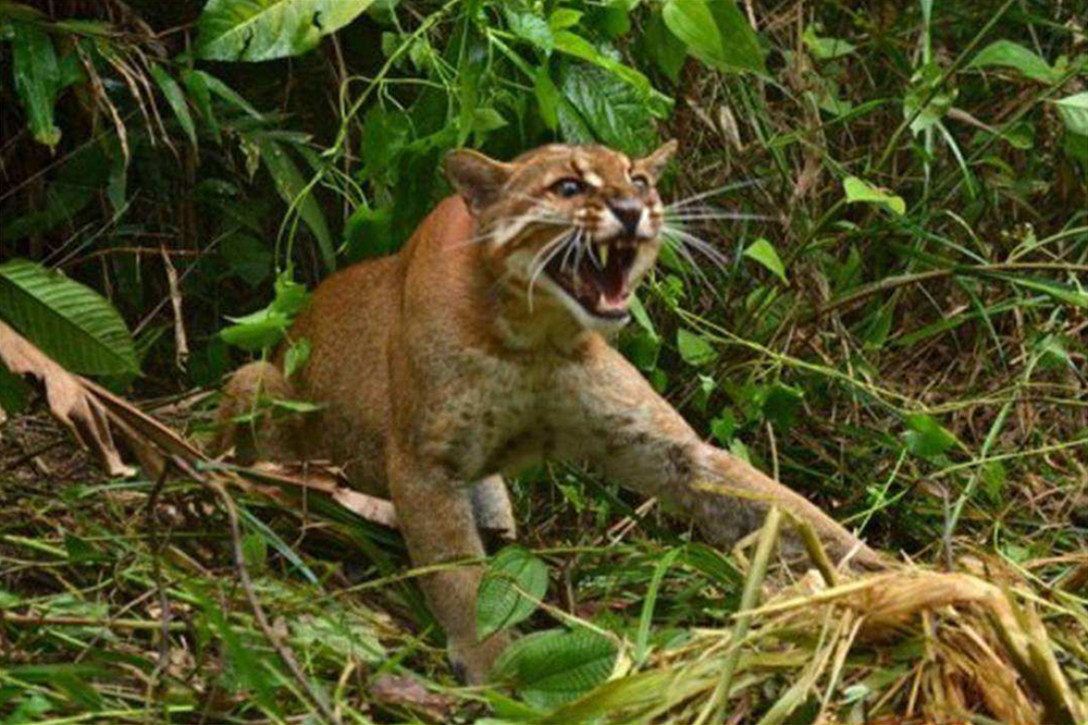 四川绵阳发现凶狠亚洲金猫,咬死毛冠鹿拖至沟里,边进食边警戒