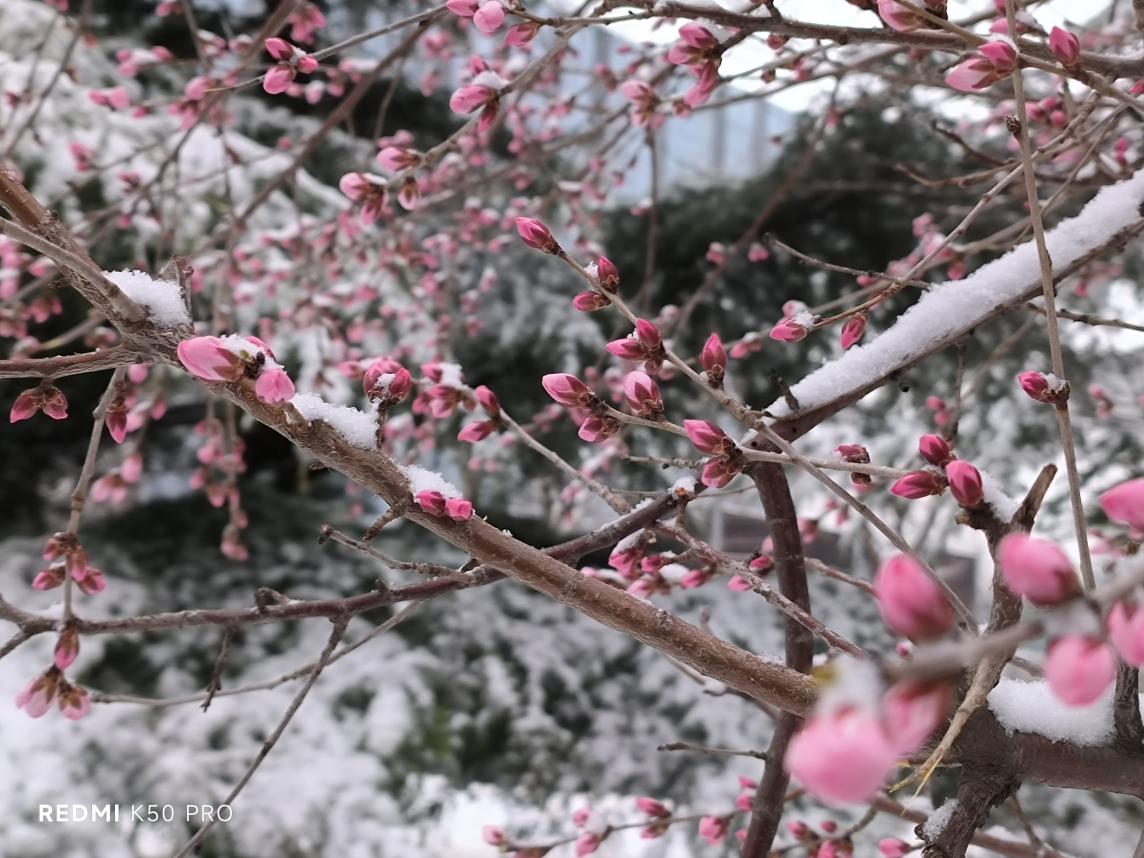 Redmi K50 Pro首发实测:配置拉满 旗舰性能“狠超想象”