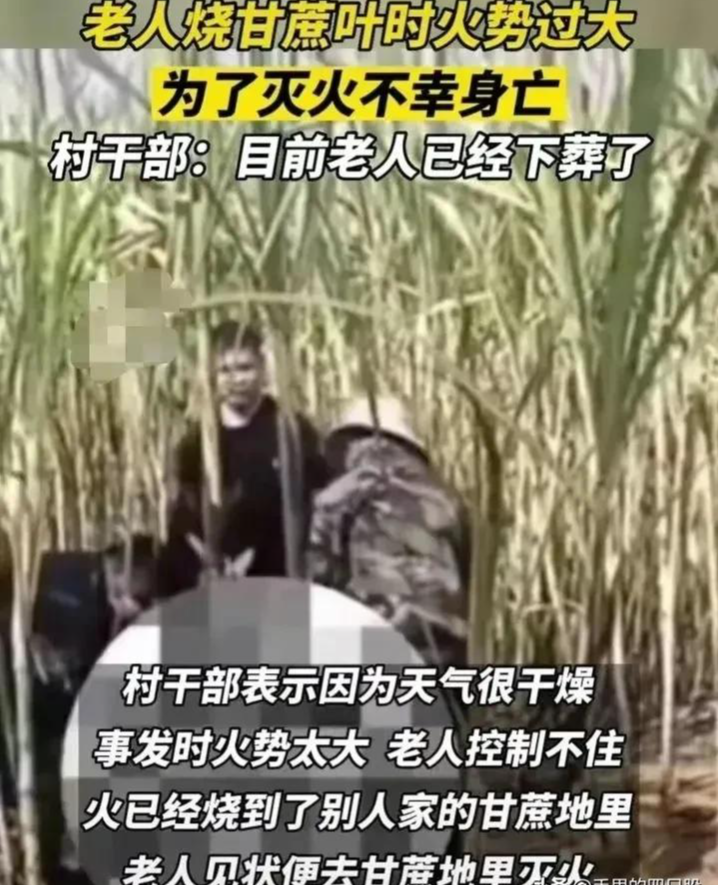 广西有个老人在焚烧甘蔗叶时,火势过大,被大火当场烧死