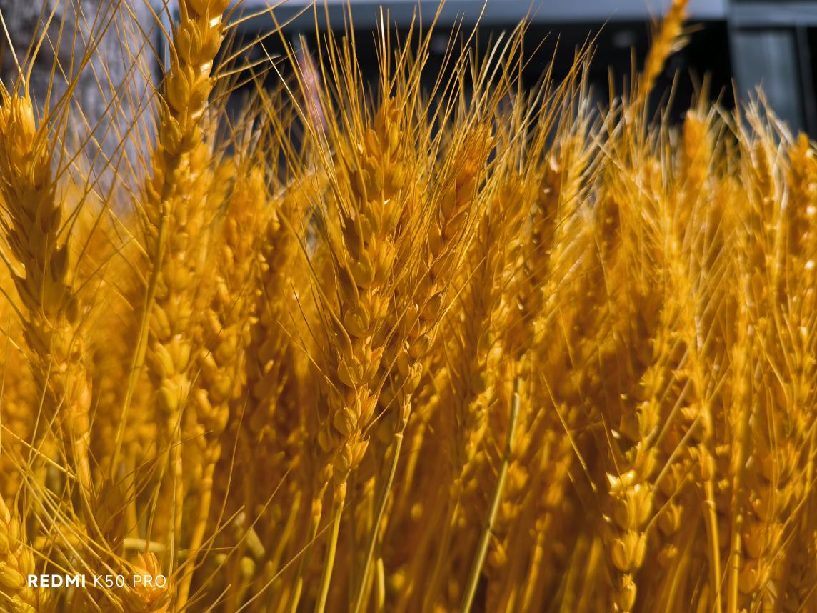 Redmi K50 Pro首发实测:配置拉满 旗舰性能“狠超想象”