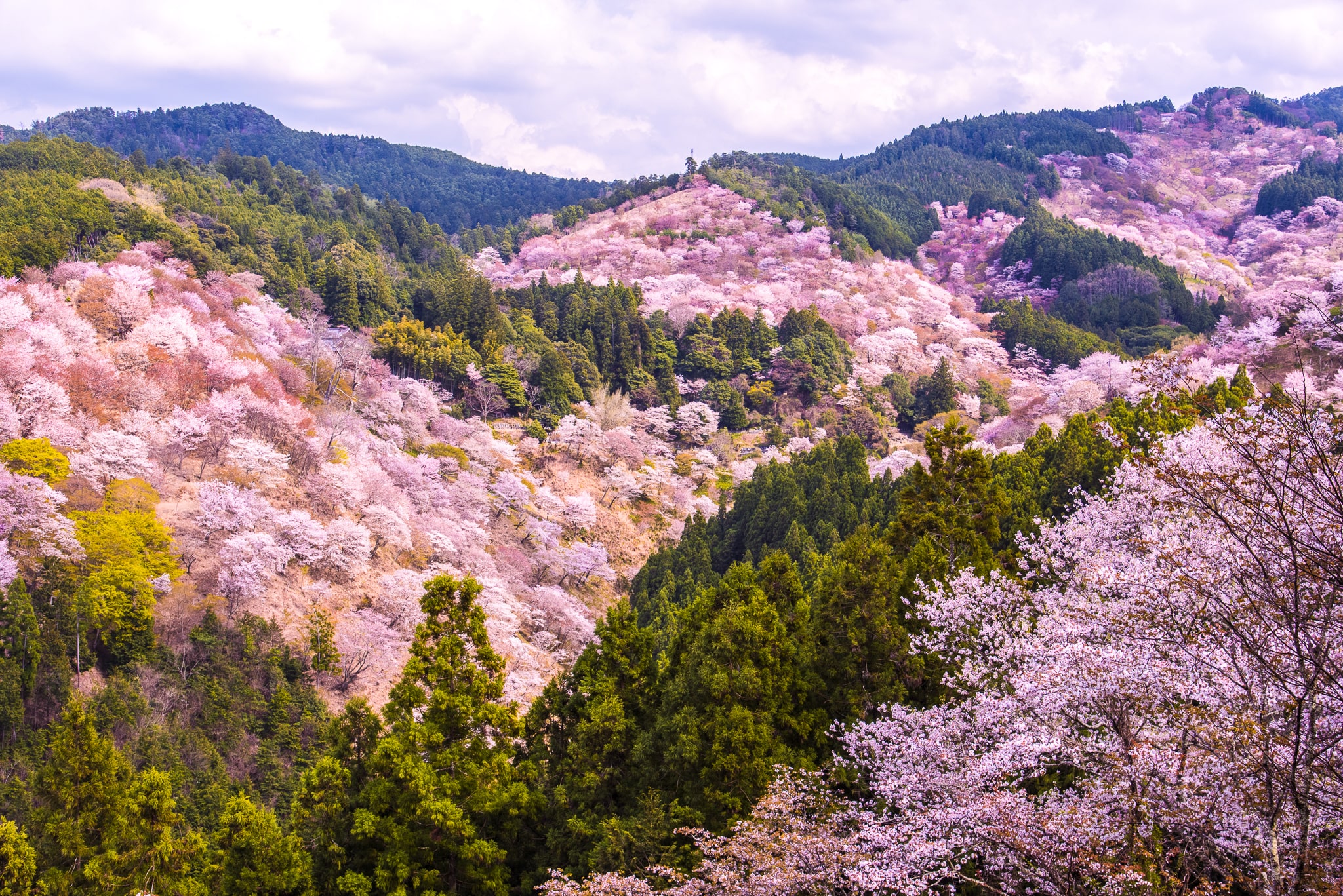 成都|春天花季的浪漫，日本赏樱尽在吉野