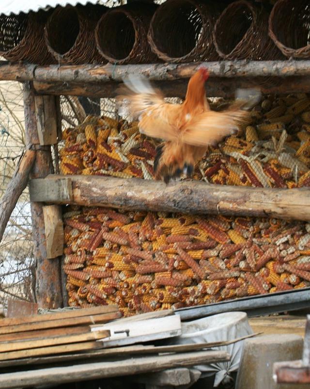 案例回顾:男子偷鸡被屋主鞭炮吓死,家属索赔50万,法院这样判得