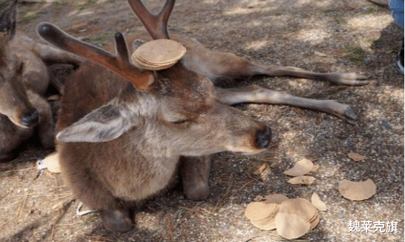 荷花|失去中国游客后，那些“不欢迎中国游客”的地方现在如何？