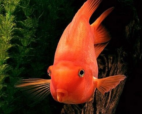 日常能招财的风水鱼有哪些？（养鱼选哪些鱼风水好呢？）