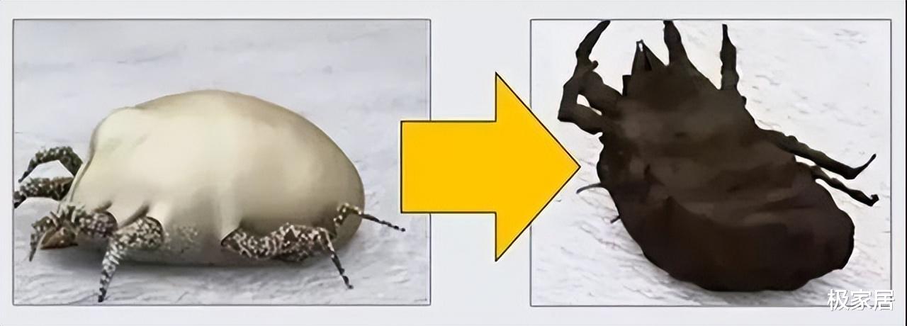 床垫上的“薄膜”要不要撕掉？多亏家具老板提醒，难怪床上螨虫多