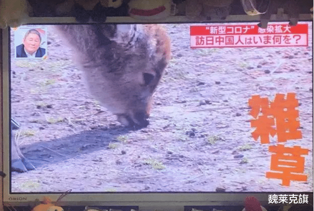 荷花|失去中国游客后，那些“不欢迎中国游客”的地方现在如何？