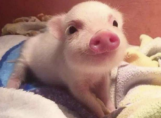 真的想不到原来地球上最贪吃的动物是它呀 刷刷看小说网 真的想不到原来地球上最贪吃的动物是它呀 刷刷看小说网