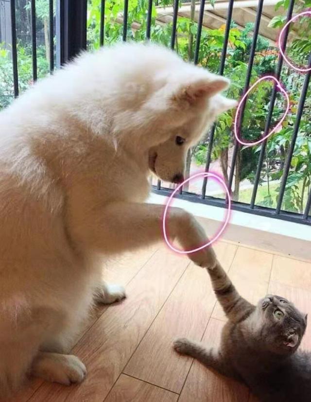 执念如影|千万粉网红官宣恋情，女方身材火辣颜值不输明星