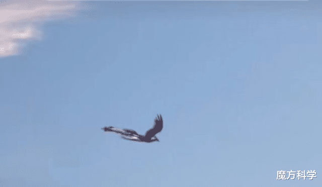 青岛天空惊现神秘生物!