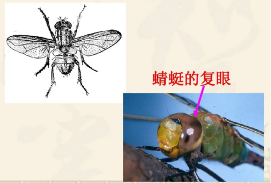 地球上“最古老”的昆虫之一——蜻蜓，为什么科学家认为，它不像是地球生物