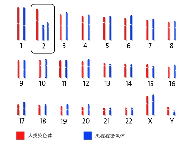 人类是否与所有生物都有生殖隔离？不是，但他们都被人类搞灭绝了