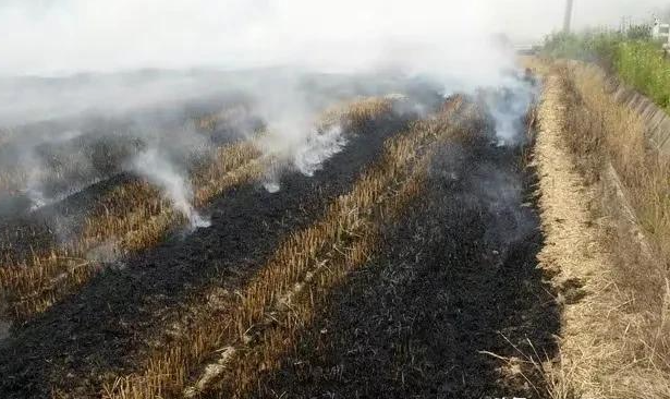 广西有个老人在焚烧甘蔗叶时,火势过大,被大火当场烧死