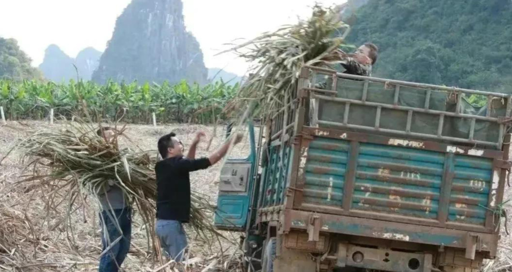 广西有个老人在焚烧甘蔗叶时,火势过大,被大火当场烧死