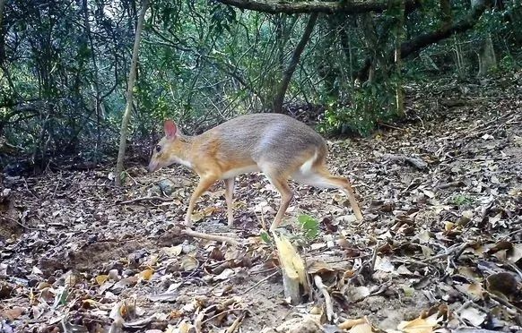 灭绝3万年生物重现,不止一例,为何消失已久物种能再次出现?