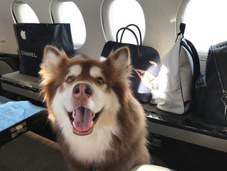 赵子易|“狗保姆”赵子易：7年熬走思聪多任女友，负面不断却独得宠爱