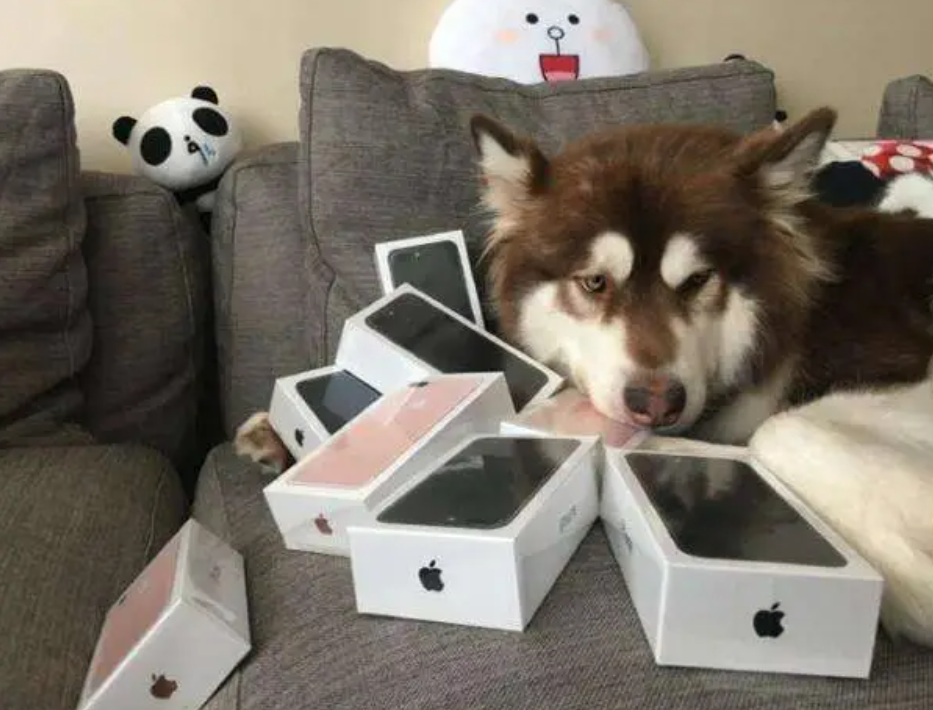 赵子易|“狗保姆”赵子易：7年熬走思聪多任女友，负面不断却独得宠爱