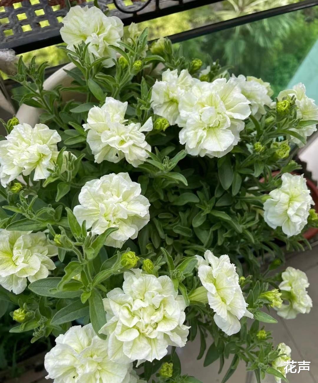 【矮牵牛界的珍品——重瓣伊丽莎白,如何养护让它绽放出最美的花朵?