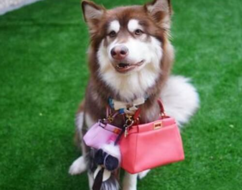 赵子易|“狗保姆”赵子易：7年熬走思聪多任女友，负面不断却独得宠爱