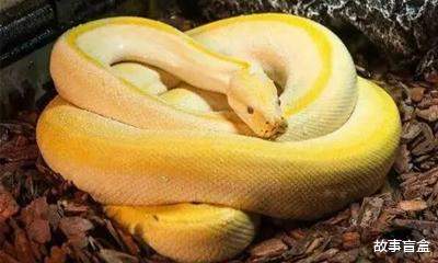 黄金蟒蛇之梦,孕育新生命的神秘预兆 黄金蟒蛇之梦,孕育新生命的神秘预兆