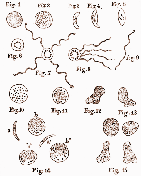 疟原虫各时期手绘图图片
