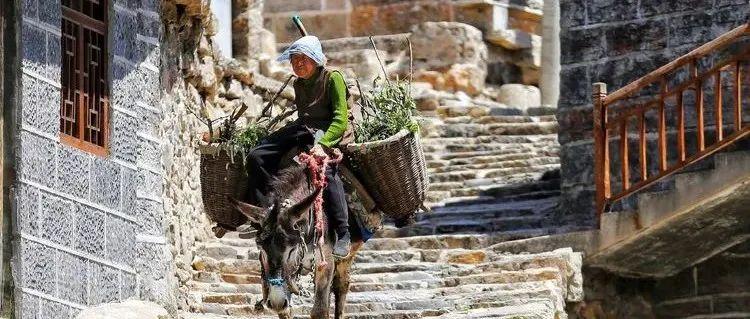 |“驮在驴背上的村庄”——王金庄