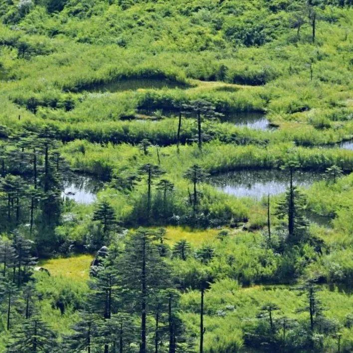 避暑胜地|秘境追踪——探寻高黎贡山怒江片区最大的木克基高山湿地