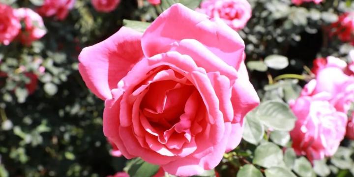 桃花源|打卡蔷薇庄园赏浓花似红锦