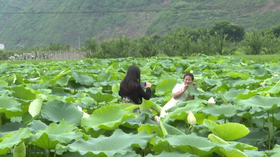 蚌埠|九襄镇：荷花盛开醉游人