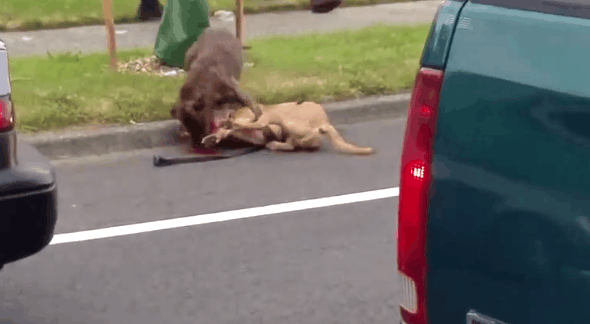 导盲犬被疯狗咬住不放, 特警一来开枪击毙!