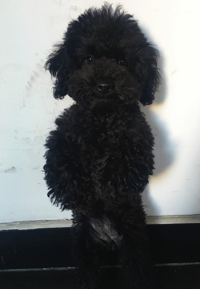 将小泰迪交给农村婆婆代养, 两月后回家一看不淡定了