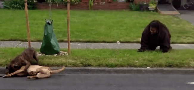 导盲犬被疯狗咬住不放, 特警一来开枪击毙!