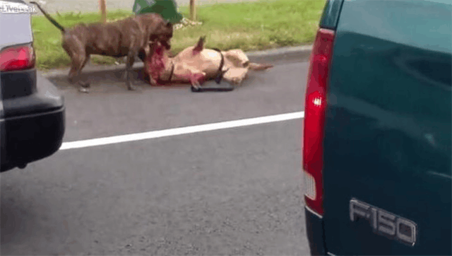 导盲犬被疯狗咬住不放, 特警一来开枪击毙!