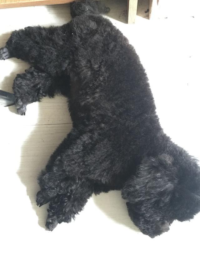 将小泰迪交给农村婆婆代养, 两月后回家一看不淡定了