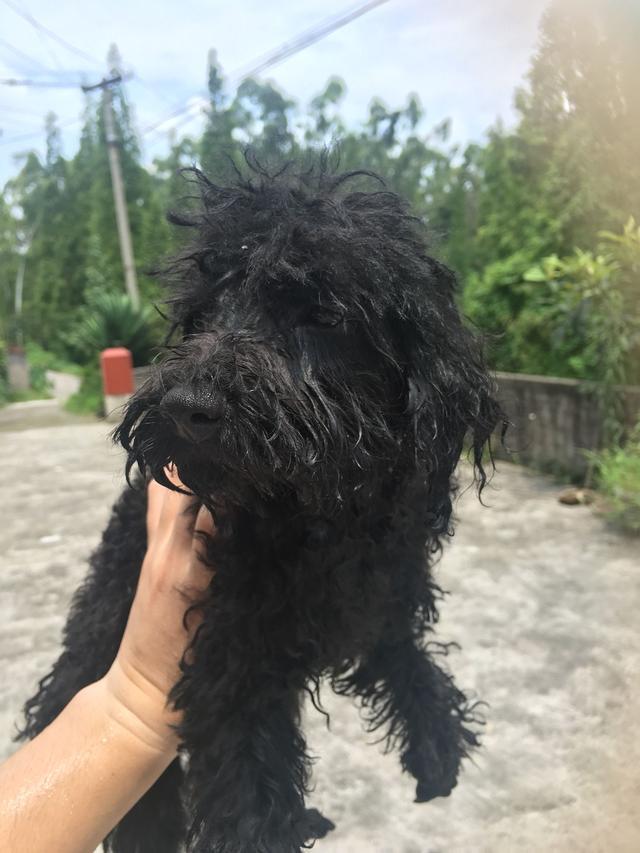 将小泰迪交给农村婆婆代养, 两月后回家一看不淡定了