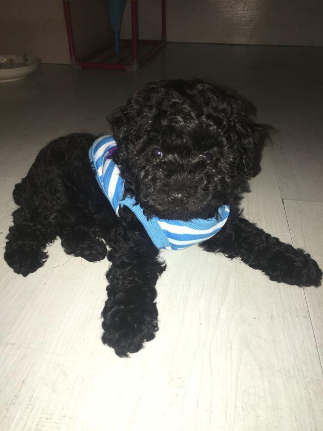 将小泰迪交给农村婆婆代养, 两月后回家一看不淡定了