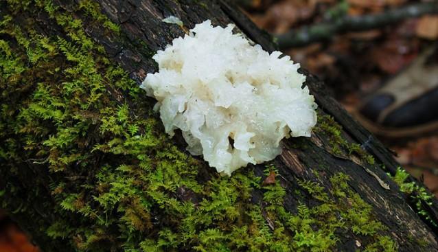 食少便溏,胃及十二指肠溃疡,浅表性胃炎,神经衰弱,食道癌,胃癌,眩晕