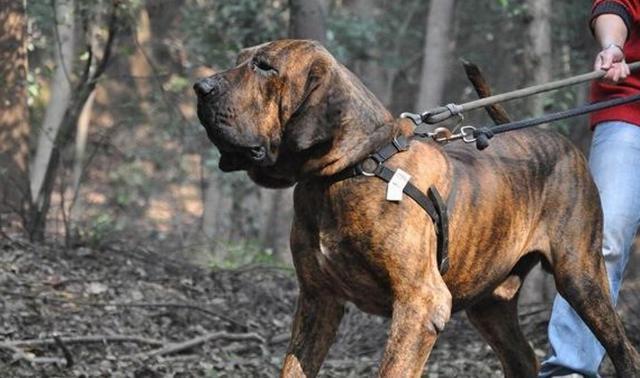 具有超强的追踪能力, 珍稀的凶猛巴西护卫犬追死你