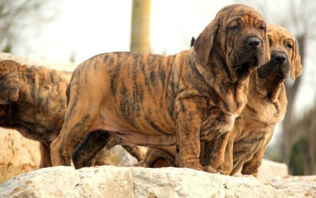 具有超强的追踪能力, 珍稀的凶猛巴西护卫犬追死你