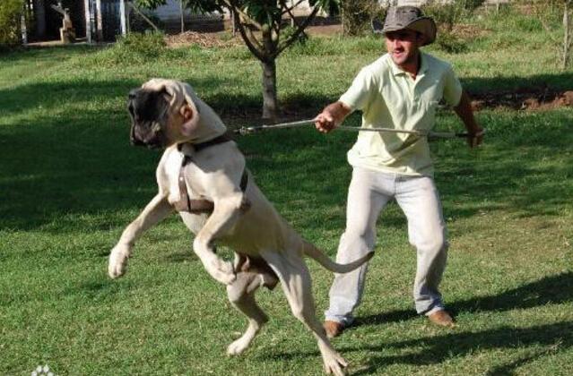 具有超强的追踪能力, 珍稀的凶猛巴西护卫犬追死你