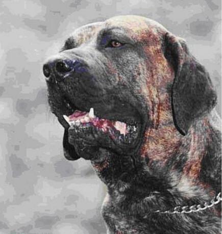 具有超强的追踪能力, 珍稀的凶猛巴西护卫犬追死你