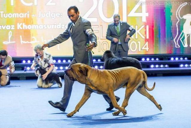 具有超强的追踪能力, 珍稀的凶猛巴西护卫犬追死你