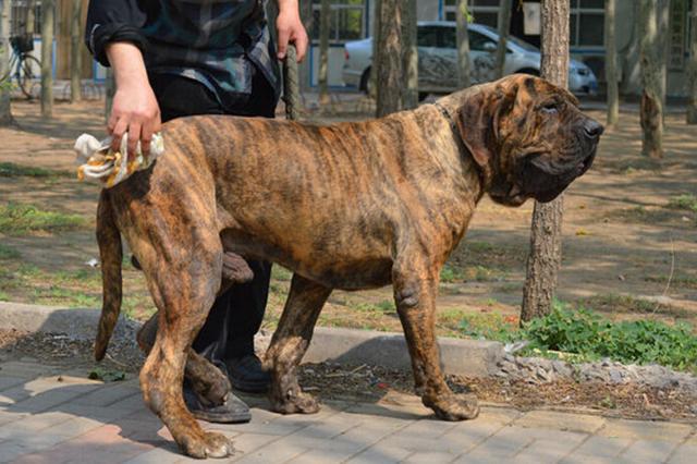 具有超强的追踪能力, 珍稀的凶猛巴西护卫犬追死你